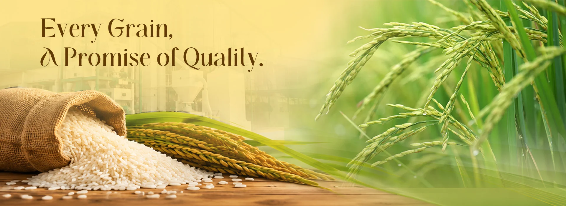 Megha Agro Products Premium Rice Varieties