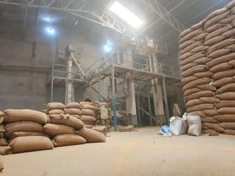 Close-up of selected rice grains at Megha Agro Products